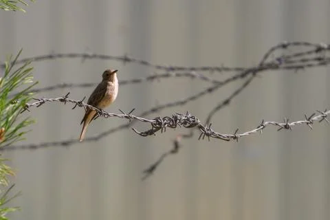 Small bird perches on sharp barbed wire. Barbed wire stretches across the f.. Stock Photos