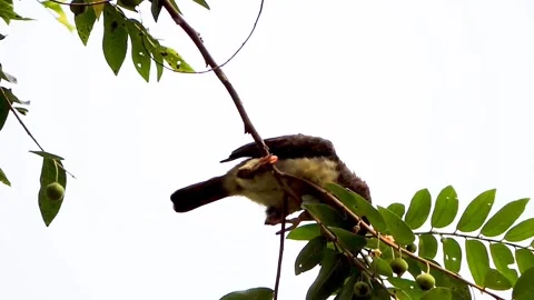 A small bird perches on a thin branch Stock Footage 316101200