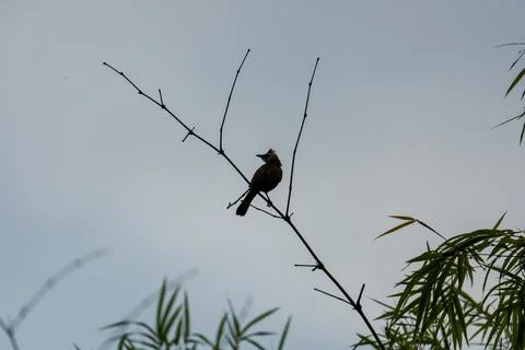 Small bird perches on thin branch against sky Stock Photos