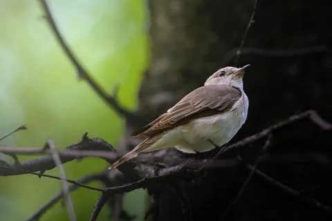 Small bird perches on thin branches. Green foliage blurs softly behind. Bird Stock Photos