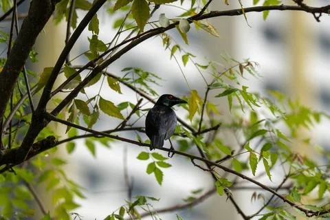 Small bird perches on thin tree branch Fotos Stock