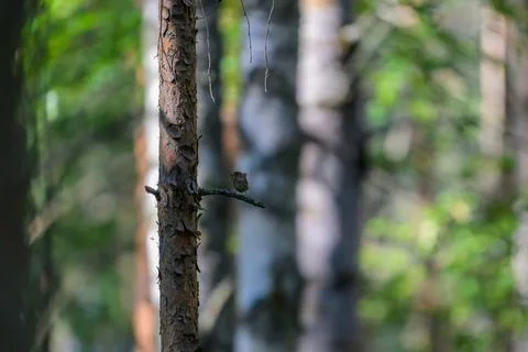 Small bird perches on tree branch in dense forest. Green leaves blur softly i Stock Photos