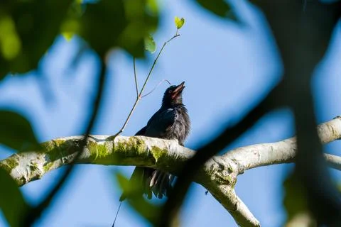 Small bird perches on tree branch, beak open Stock Photos