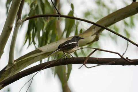 Small bird perches on tree branch Stock Photos