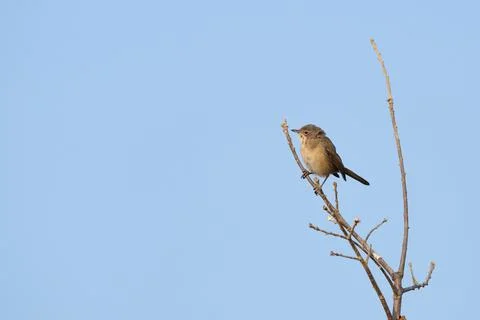 Small bird perching on bare tree branch against blue sky Stock Photos