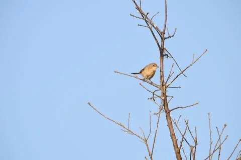Small bird perching on bare tree branch Stock Photos