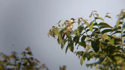 Small Bird Perching on Green Leaves Branch Against Blue Sky in Indonesia Видео 343708096