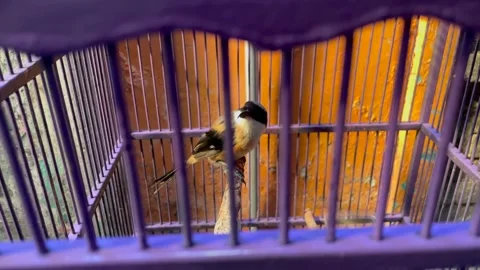 Small bird perching inside a cage – close-up wildlife captive scene. Stock Footage 321133859