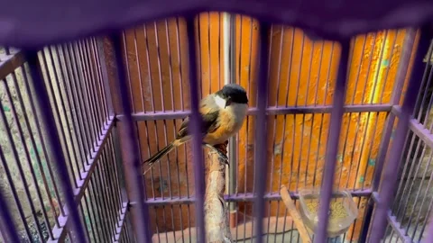 Small bird perching inside a cage – close-up wildlife captive scene. Stock Footage 321133862