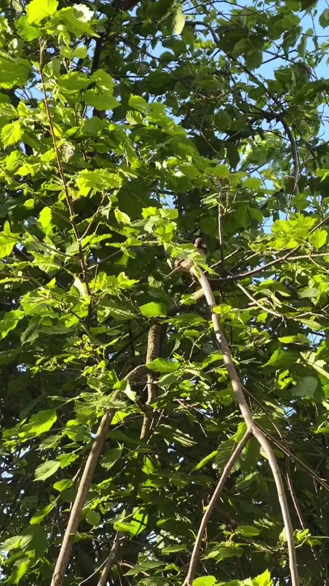 Small Bird Perching on Leaves Blue Sky Wildlife Stock Footage 317626165
