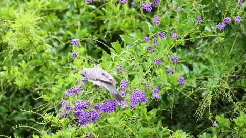Small bird perching on purple duranta flowers, eating nectar and moving amo.. 스톡 동영상 332825467