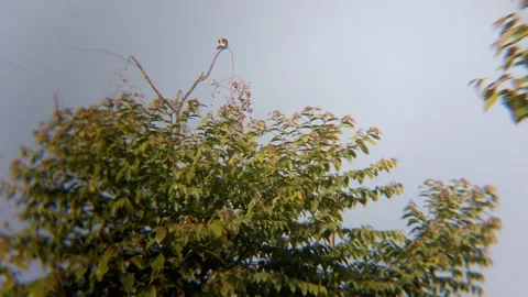 Small Bird Perching on Top of Tree Branch Against Clear Blue Sky Видео 343708500