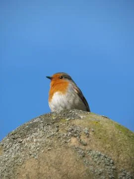 Small Bird Stock Photos