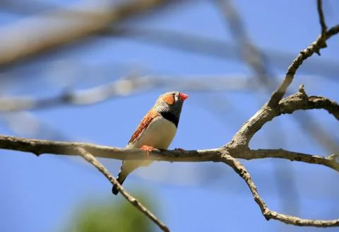 Small bird Foto stock
