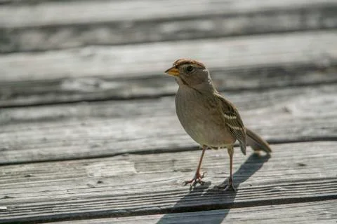 Small Bird Stock Photos