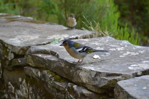 Small Bird Stock Photos