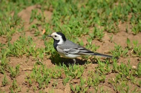 Small bird Stock Photos