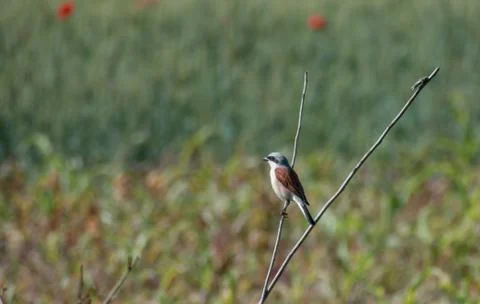 A small bird Stock Photos