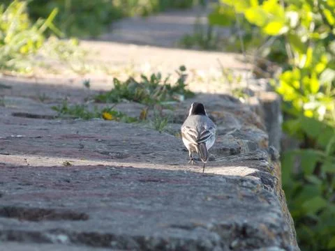 Small bird Stock Photos