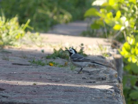 Small bird Stock Photos