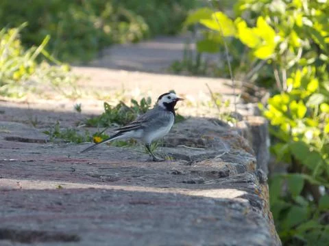 Small bird Stock Photos