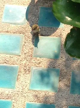 Small bird Stock Photos