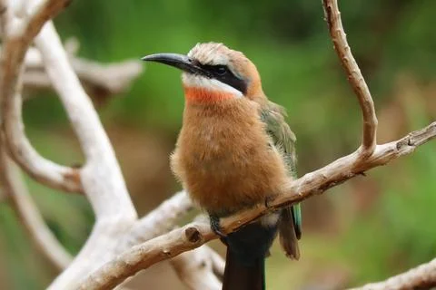 Small Bird Stockfoto's