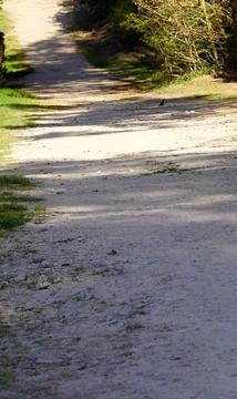 A small bird Stock Photos