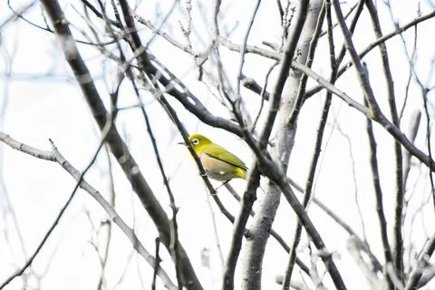 Small bird Stock Photos