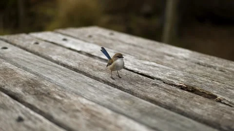 Small Bird on Picnic Table Видео 274345360