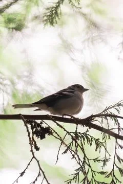 Small bird on pine branch in misty forest, Madeira, Stock Photos