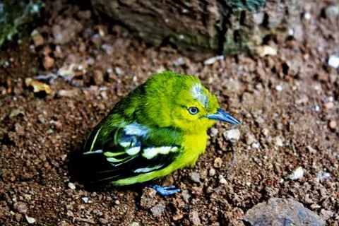A small bird is playing on the ground Stock Photos
