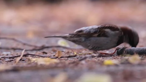 Small bird playing with stick on sidewalk close up Stock Footage 239872859