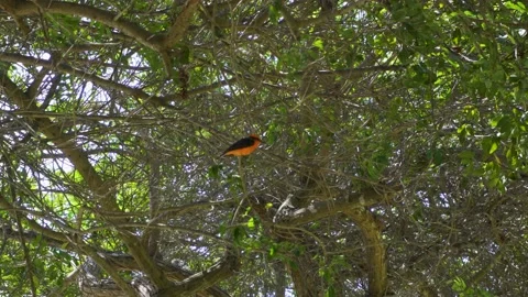 A small bird with red breast and black wings and eyes seen from below on a tree 库存影片 150305945
