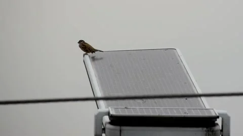 Small bird resting and moving on a street light in the city Stock Footage 327894093