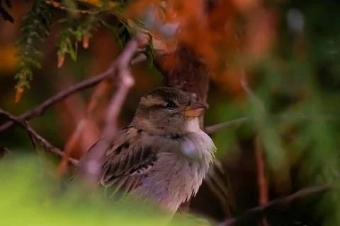 Small bird resting in forest branches, nature photography Foto stock