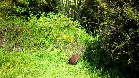 Small bird resting in green grass Stock Footage 325769735