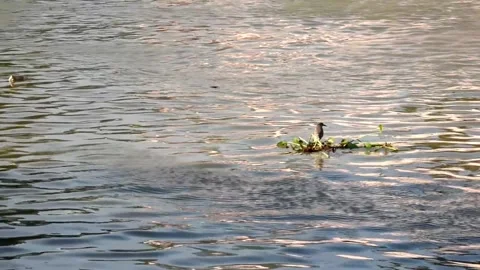 Small bird resting on a patch of water lily moving Stock Footage 281336487