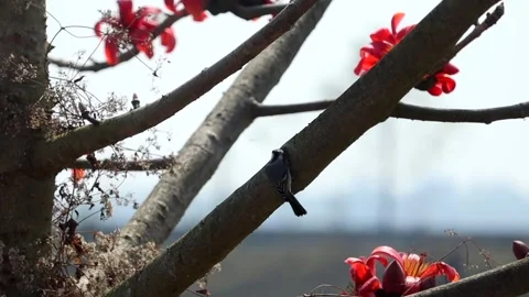 Small bird resting on silk cotton tree branch with red flowers Video stock 330705269