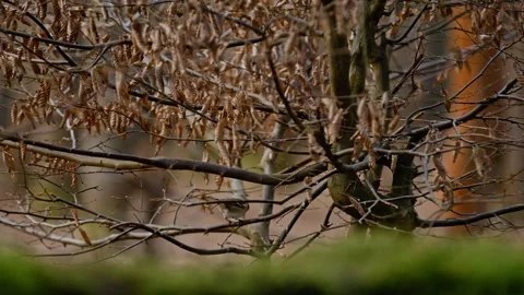 Small bird resting on a tree branch with dry leaves in a tranquil forest scene 動画素材 304145818