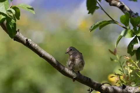 Small bird resting on tree branch in forest Stock-Fotos
