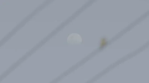 Small Bird Resting On Utility Wire in China 4K Stock Footage 346218440
