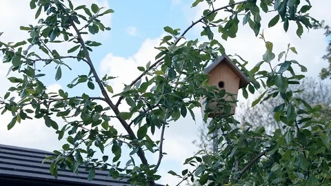 Small bird returns to bird box Stock Footage 118316628