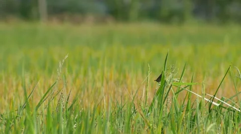 Small bird in the rice field Stock Footage 64073081