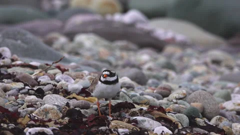 Small bird Ringed Plover Stock Footage 134387701