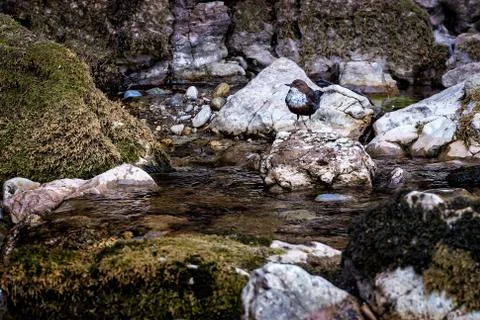 Small bird on a river rock Stock Photos