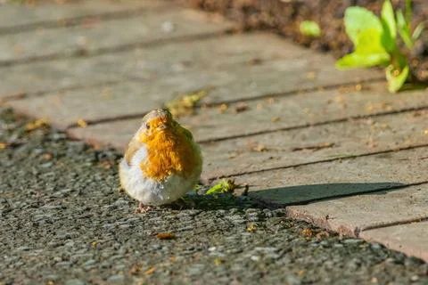 A small bird robin with a red head and white body is standing on a sidewalk Stock Photos