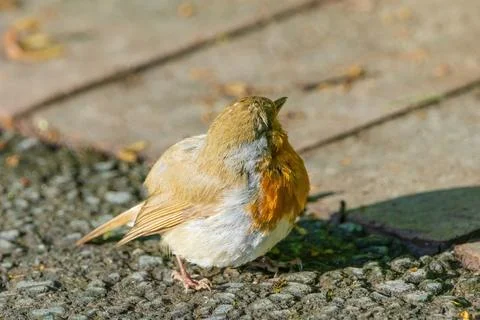 A small bird robin with a red head and white body is standing on a sidewalk Stock Photos