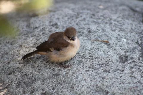 Small Bird on Rock Foto stock