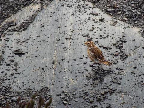 Small Bird on Rock Surface Stock Photos